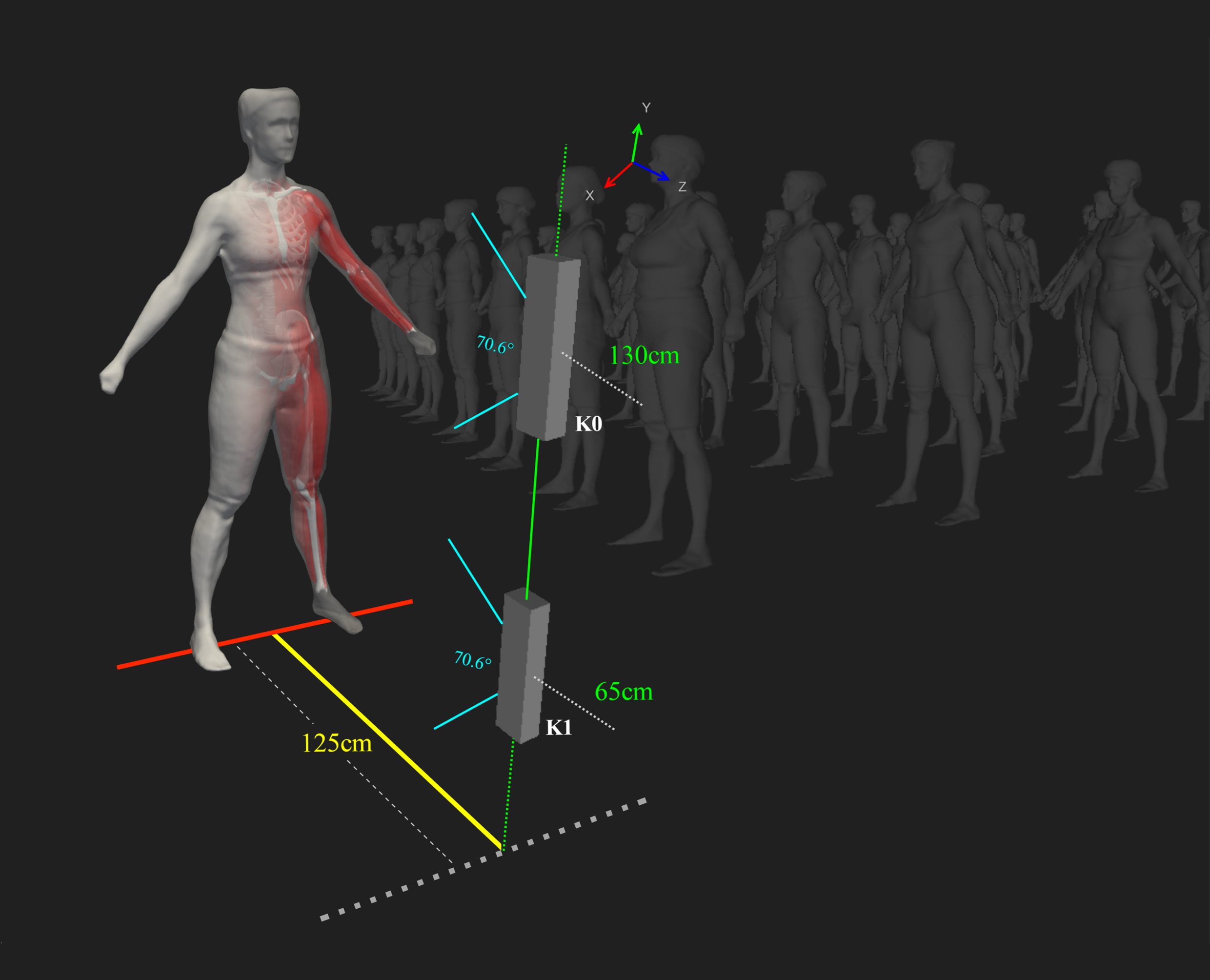 3D representation of a human body